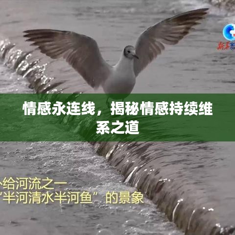 情感永連線，揭秘情感持續(xù)維系之道