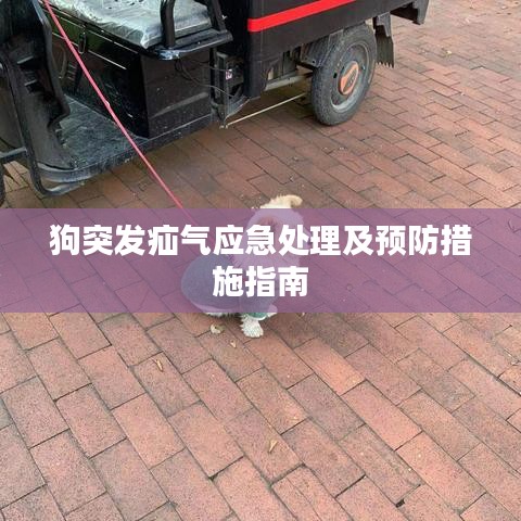 狗突發(fā)疝氣應(yīng)急處理及預(yù)防措施指南
