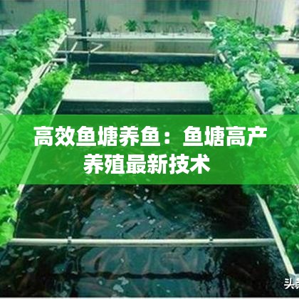 高效魚塘養(yǎng)魚：魚塘高產(chǎn)養(yǎng)殖最新技術(shù) 