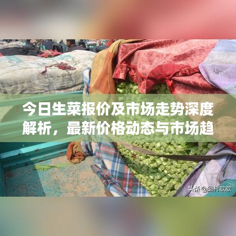 今日生菜報(bào)價(jià)及市場(chǎng)走勢(shì)深度解析，最新價(jià)格動(dòng)態(tài)與市場(chǎng)趨勢(shì)一網(wǎng)打盡