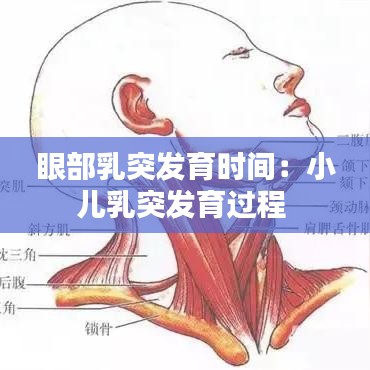 眼部乳突發(fā)育時間：小兒乳突發(fā)育過程 