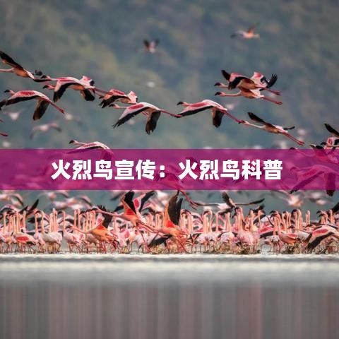 火烈鳥宣傳：火烈鳥科普 