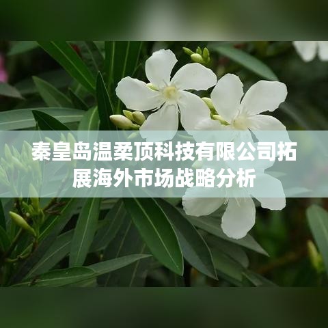 秦皇島溫柔頂科技海外市場拓展策略解析