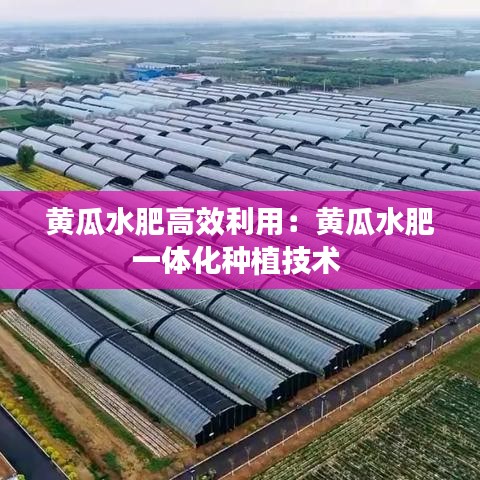 黃瓜水肥高效利用：黃瓜水肥一體化種植技術(shù) 