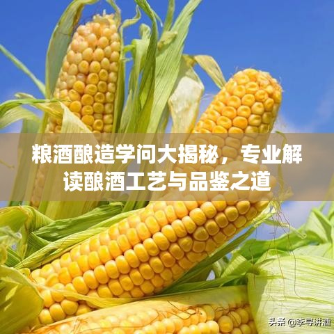 糧酒釀造學(xué)問大揭秘，專業(yè)解讀釀酒工藝與品鑒之道