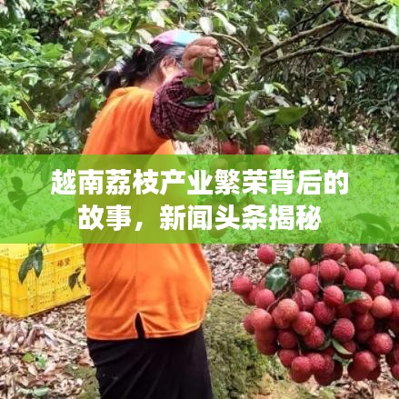 越南荔枝產(chǎn)業(yè)繁榮背后的故事，新聞?lì)^條揭秘