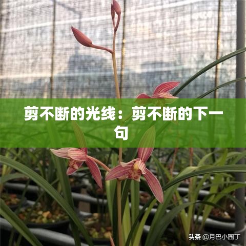 剪不斷的光線：剪不斷的下一句 