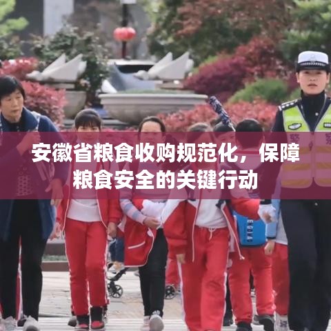 安徽省糧食收購(gòu)規(guī)范化，保障糧食安全的關(guān)鍵行動(dòng)