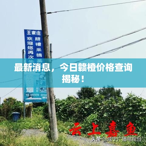 最新消息，今日贛橙價格查詢揭秘！