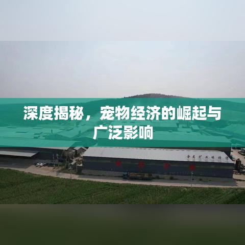 深度揭秘，寵物經(jīng)濟(jì)的崛起與廣泛影響