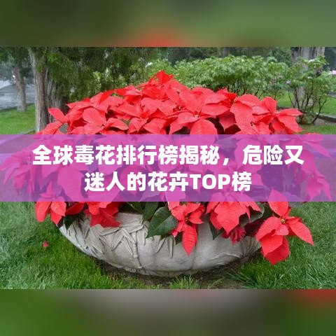 全球毒花排行榜揭秘，危險又迷人的花卉TOP榜