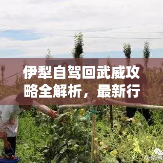 伊犁自駕回武威攻略全解析，最新行程推薦