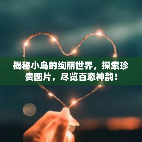 揭秘小鳥的絢麗世界，探索珍貴圖片，盡覽百態(tài)神韻！