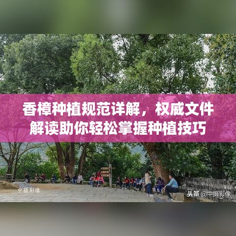 香樟種植規(guī)范詳解，權(quán)威文件解讀助你輕松掌握種植技巧