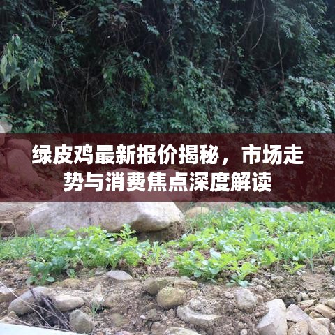 綠皮雞最新報價揭秘，市場走勢與消費焦點深度解讀