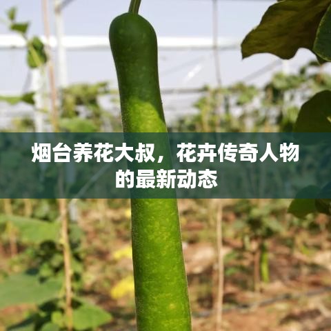 煙臺養(yǎng)花大叔，花卉傳奇人物的最新動態(tài)