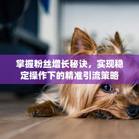 掌握粉絲增長秘訣，實現(xiàn)穩(wěn)定操作下的精準引流策略