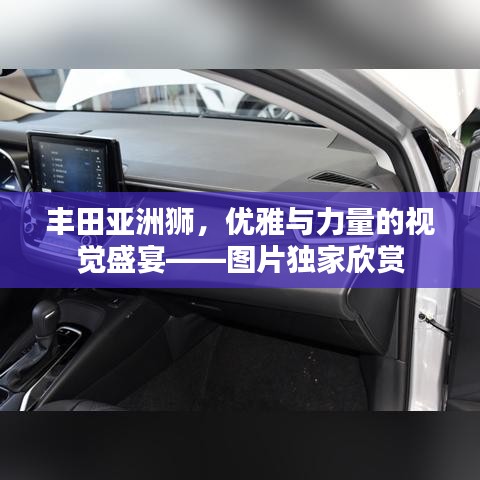 豐田亞洲獅，優(yōu)雅與力量的視覺盛宴——圖片獨家欣賞
