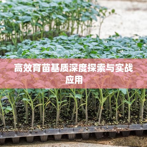 高效育苗基質(zhì)深度探索與實戰(zhàn)應(yīng)用