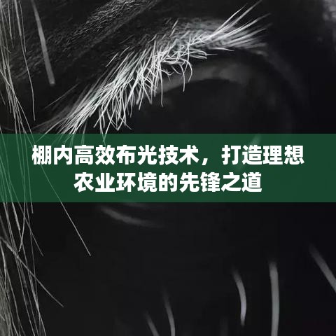 棚內高效布光技術，打造理想農業(yè)環(huán)境的先鋒之道