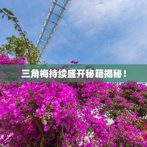 三角梅持續(xù)盛開(kāi)秘籍揭秘！