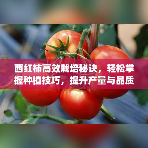 西紅柿高效栽培秘訣，輕松掌握種植技巧，提升產(chǎn)量與品質(zhì)！