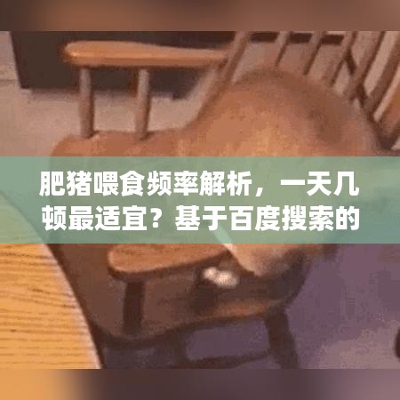 肥豬喂食頻率解析，一天幾頓最適宜？基于百度搜索的專業(yè)探討