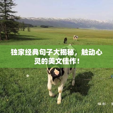 獨(dú)家經(jīng)典句子大揭秘，觸動(dòng)心靈的美文佳作！