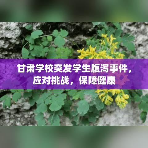 甘肅學校突發(fā)學生腹瀉事件，應對挑戰(zhàn)，保障健康