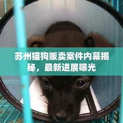 蘇州貓狗販賣案件內(nèi)幕揭秘，最新進(jìn)展曝光