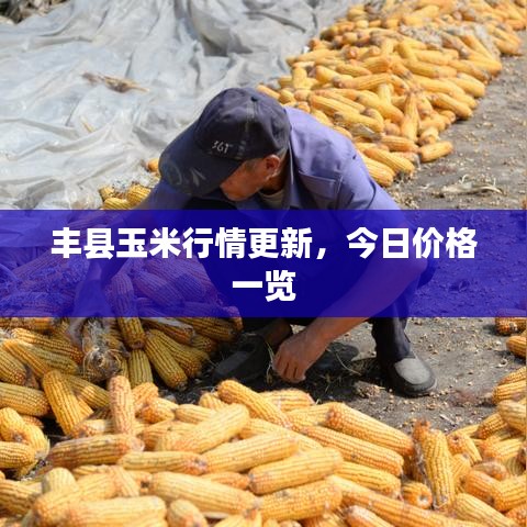 豐縣玉米行情更新，今日價(jià)格一覽