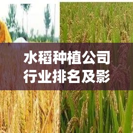 水稻種植公司行業(yè)排名及影響力深度解析