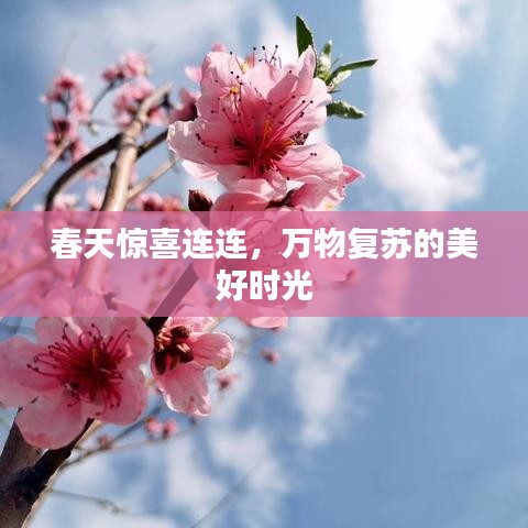 春天驚喜連連，萬物復(fù)蘇的美好時光