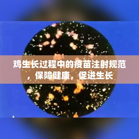 雞生長過程中的疫苗注射規(guī)范，保障健康，促進(jìn)生長