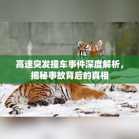 高速突發(fā)撞車事件深度解析，揭秘事故背后的真相