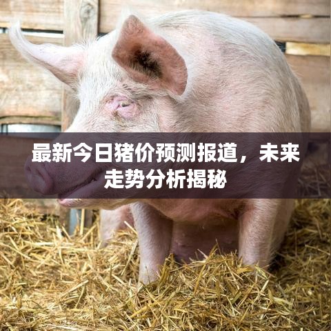 最新今日豬價預測報道，未來走勢分析揭秘