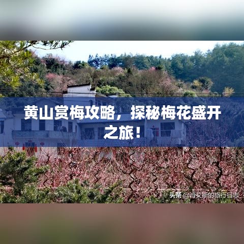 黃山賞梅攻略，探秘梅花盛開之旅！