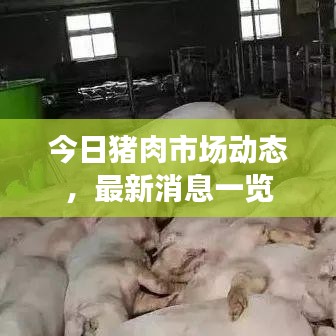 今日豬肉市場動態(tài)，最新消息一覽