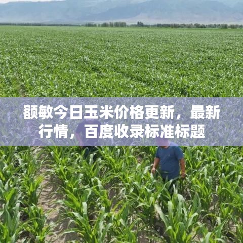 額敏今日玉米價格更新，最新行情，百度收錄標準標題
