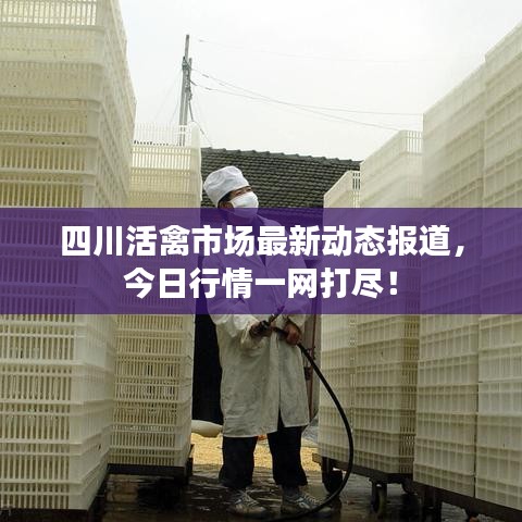 四川活禽市場最新動態(tài)報道，今日行情一網(wǎng)打盡！
