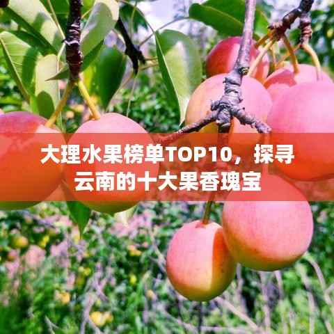 大理水果榜單TOP10，探尋云南的十大果香瑰寶
