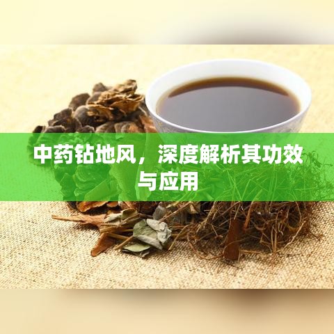中藥鉆地風(fēng)，深度解析其功效與應(yīng)用