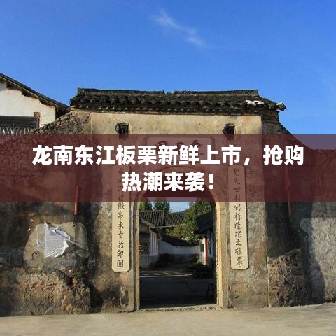 龍南東江板栗新鮮上市，搶購熱潮來襲！