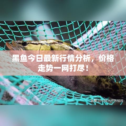 黑魚今日最新行情分析，價格走勢一網(wǎng)打盡！