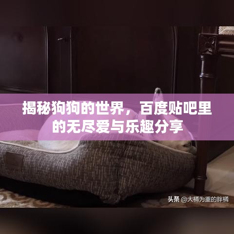 揭秘狗狗的世界，百度貼吧里的無盡愛與樂趣分享