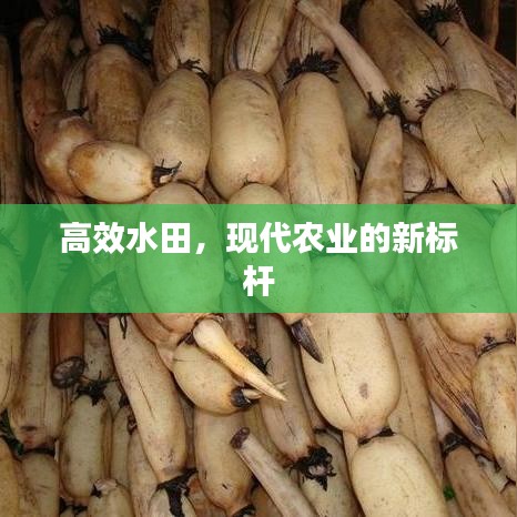 高效水田，現(xiàn)代農(nóng)業(yè)的新標(biāo)桿
